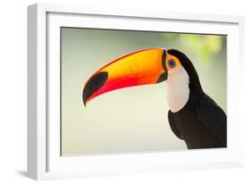 Toco Toucan (Ramphastos Toco), Pantanal Wetlands, Brazil-null-Framed Premium Photographic Print