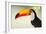 Toco Toucan (Ramphastos Toco), Pantanal Wetlands, Brazil-null-Framed Premium Photographic Print