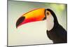 Toco Toucan (Ramphastos Toco), Pantanal Wetlands, Brazil-null-Mounted Premium Photographic Print