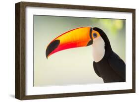 Toco Toucan (Ramphastos Toco), Pantanal Wetlands, Brazil-null-Framed Photographic Print