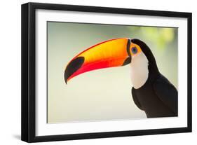 Toco Toucan (Ramphastos Toco), Pantanal Wetlands, Brazil-null-Framed Photographic Print