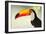 Toco Toucan (Ramphastos Toco), Pantanal Wetlands, Brazil-null-Framed Photographic Print