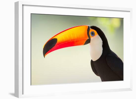 Toco Toucan (Ramphastos Toco), Pantanal Wetlands, Brazil-null-Framed Photographic Print