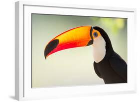 Toco Toucan (Ramphastos Toco), Pantanal Wetlands, Brazil-null-Framed Photographic Print