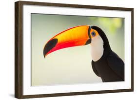 Toco Toucan (Ramphastos Toco), Pantanal Wetlands, Brazil-null-Framed Photographic Print