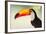 Toco Toucan (Ramphastos Toco), Pantanal Wetlands, Brazil-null-Framed Photographic Print