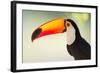 Toco Toucan (Ramphastos Toco), Pantanal Wetlands, Brazil-null-Framed Photographic Print