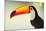 Toco Toucan (Ramphastos Toco), Pantanal Wetlands, Brazil-null-Mounted Photographic Print