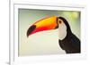 Toco Toucan (Ramphastos Toco), Pantanal Wetlands, Brazil-null-Framed Photographic Print