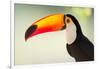 Toco Toucan (Ramphastos Toco), Pantanal Wetlands, Brazil-null-Framed Photographic Print