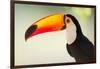 Toco Toucan (Ramphastos Toco), Pantanal Wetlands, Brazil-null-Framed Photographic Print