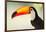 Toco Toucan (Ramphastos Toco), Pantanal Wetlands, Brazil-null-Framed Photographic Print