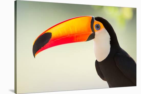 Toco Toucan (Ramphastos Toco), Pantanal Wetlands, Brazil-null-Stretched Canvas