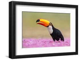 Toco toucan (Ramphastos toco), Pantanal Wetlands, Brazil-null-Framed Photographic Print