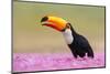 Toco toucan (Ramphastos toco), Pantanal Wetlands, Brazil-null-Mounted Photographic Print