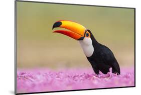 Toco toucan (Ramphastos toco), Pantanal Wetlands, Brazil-null-Mounted Photographic Print