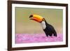 Toco toucan (Ramphastos toco), Pantanal Wetlands, Brazil-null-Framed Photographic Print