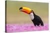 Toco toucan (Ramphastos toco), Pantanal Wetlands, Brazil-null-Stretched Canvas