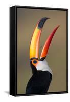 Toco toucan (Ramphastos toco), Pantanal Wetlands, Brazil-null-Framed Stretched Canvas