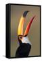 Toco toucan (Ramphastos toco), Pantanal Wetlands, Brazil-null-Framed Stretched Canvas