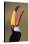 Toco toucan (Ramphastos toco), Pantanal Wetlands, Brazil-null-Stretched Canvas