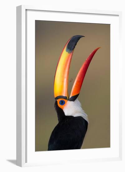 Toco toucan (Ramphastos toco), Pantanal Wetlands, Brazil-null-Framed Photographic Print