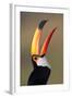 Toco toucan (Ramphastos toco), Pantanal Wetlands, Brazil-null-Framed Photographic Print