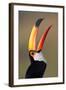 Toco toucan (Ramphastos toco), Pantanal Wetlands, Brazil-null-Framed Photographic Print