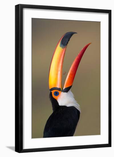 Toco toucan (Ramphastos toco), Pantanal Wetlands, Brazil-null-Framed Photographic Print