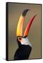 Toco toucan (Ramphastos toco), Pantanal Wetlands, Brazil-null-Framed Stretched Canvas