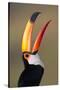 Toco toucan (Ramphastos toco), Pantanal Wetlands, Brazil-null-Stretched Canvas