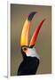 Toco toucan (Ramphastos toco), Pantanal Wetlands, Brazil-null-Framed Photographic Print