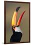 Toco toucan (Ramphastos toco), Pantanal Wetlands, Brazil-null-Framed Photographic Print