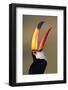 Toco toucan (Ramphastos toco), Pantanal Wetlands, Brazil-null-Framed Photographic Print