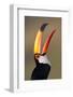 Toco toucan (Ramphastos toco), Pantanal Wetlands, Brazil-null-Framed Photographic Print