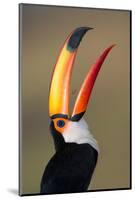 Toco toucan (Ramphastos toco), Pantanal Wetlands, Brazil-null-Mounted Photographic Print