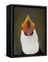 Toco Toucan (Ramphastos Toco) Portrait, Pantanal Brazil-Wim van den Heever-Framed Stretched Canvas