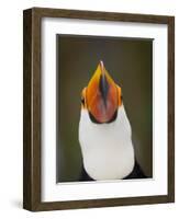 Toco Toucan (Ramphastos Toco) Portrait, Pantanal Brazil-Wim van den Heever-Framed Photographic Print