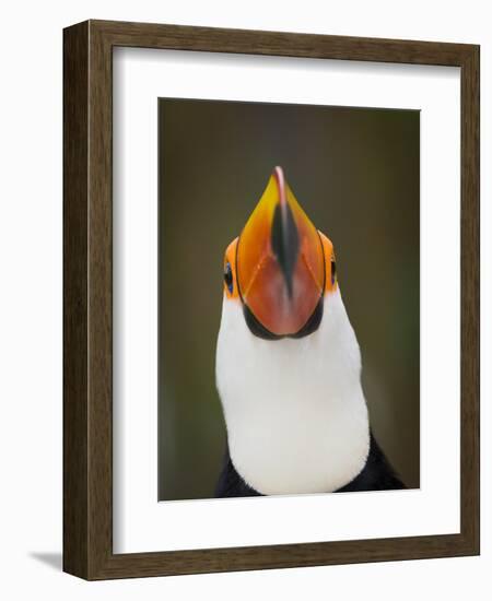 Toco Toucan (Ramphastos Toco) Portrait, Pantanal Brazil-Wim van den Heever-Framed Photographic Print