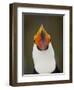 Toco Toucan (Ramphastos Toco) Portrait, Pantanal Brazil-Wim van den Heever-Framed Photographic Print