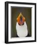 Toco Toucan (Ramphastos Toco) Portrait, Pantanal Brazil-Wim van den Heever-Framed Photographic Print