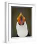 Toco Toucan (Ramphastos Toco) Portrait, Pantanal Brazil-Wim van den Heever-Framed Photographic Print