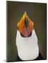 Toco Toucan (Ramphastos Toco) Portrait, Pantanal Brazil-Wim van den Heever-Mounted Photographic Print