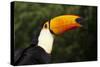 Toco Toucan (Ramphastos Toco)-Lynn M^ Stone-Stretched Canvas