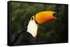Toco Toucan (Ramphastos Toco)-Lynn M^ Stone-Framed Stretched Canvas