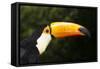 Toco Toucan (Ramphastos Toco)-Lynn M^ Stone-Framed Stretched Canvas