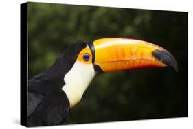 Toco Toucan (Ramphastos Toco)-Lynn M^ Stone-Stretched Canvas