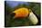 Toco Toucan (Ramphastos Toco)-Lynn M^ Stone-Stretched Canvas