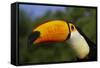 Toco Toucan (Ramphastos Toco)-Lynn M^ Stone-Framed Stretched Canvas