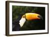 Toco Toucan (Ramphastos Toco)-Lynn M^ Stone-Framed Photographic Print